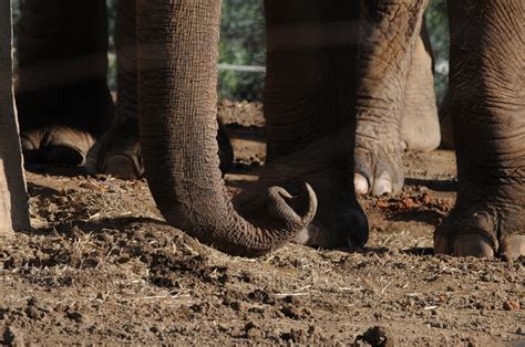 Elephant Trunk Free Stock Photo Public Domain Pictures