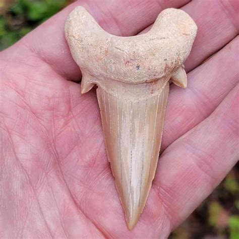 Otodus Shark Teeth