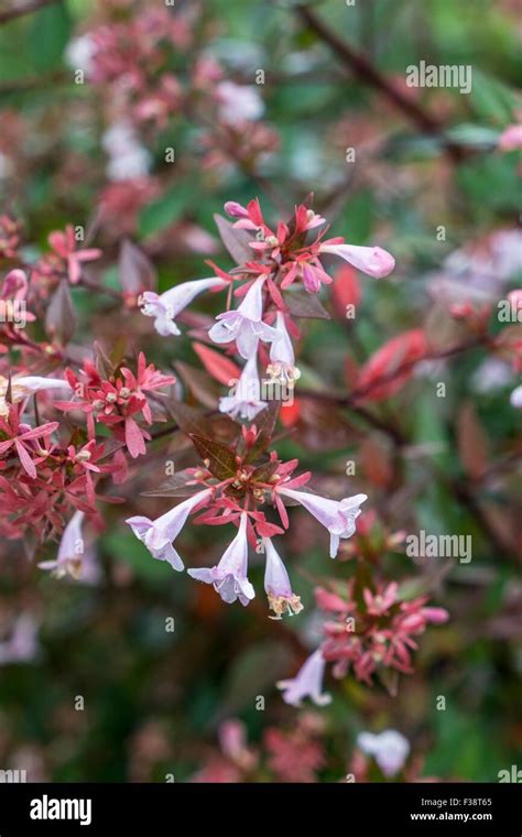 Abelia × Grandiflora Glossy Abelia Stock Photo Alamy