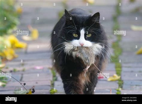 Katze Mit Einer Maus Im Mund Fotos Und Bildmaterial In Hoher