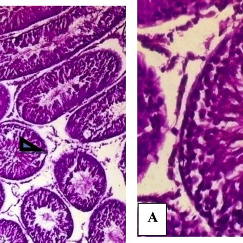 Histology Of The Testis Of An Adult Male Rat Of The Control Group A Download Scientific Diagram