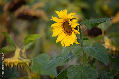 Campo De Girasoles Helianthus Annuus Stock Photo Adobe Stock