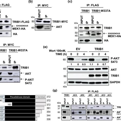 Mechanism Of Erk And Akt Activation By Trib A Western Blot Showing