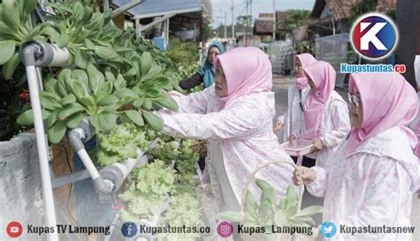 Kupas Tuntas Lewat BRInita BRI Ubah Lahan Sempit Jadi Urban Farming