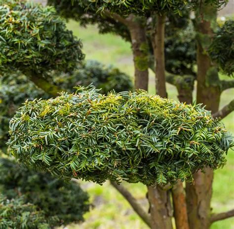 Taxus Baccata Dovastoniana Aurea Bonsai Gelbe Adlerschwingen Eibe