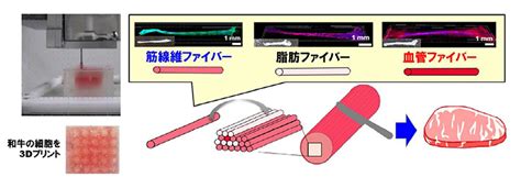 3dプリンターで「霜降り培養肉」を作製 阪大、凸版印刷など Science Portal 科学技術の最新情報サイト「サイエンスポータル」