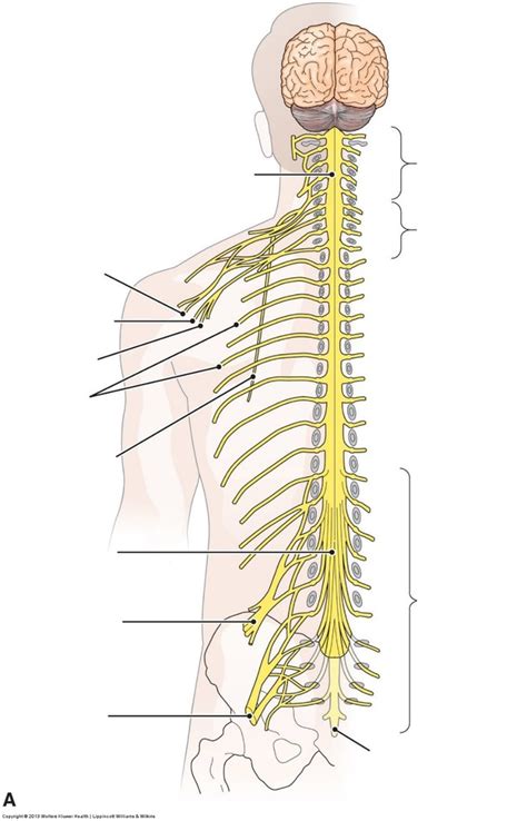 Spine Labeling Diagram Quizlet