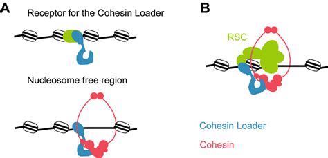 Cohesin Loading Onto Chromatin A Cohesin Loading Onto Chromatin