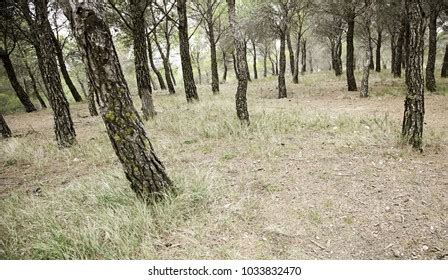 sparse forest fallen trees stream forest stock photo