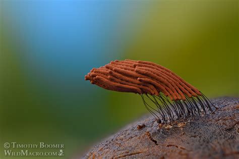 Chocolate Tube Slime Mold Stemonitis Axifera Pictures Wild Macro