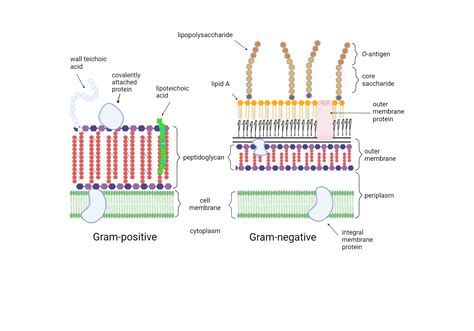 bacterial cell walls | BioRender Science Templates