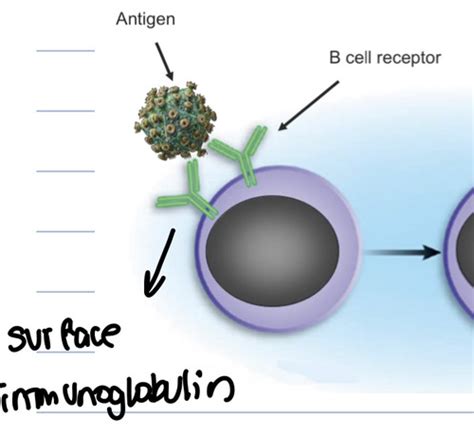 Antibody Structure And Function Flashcards Quizlet