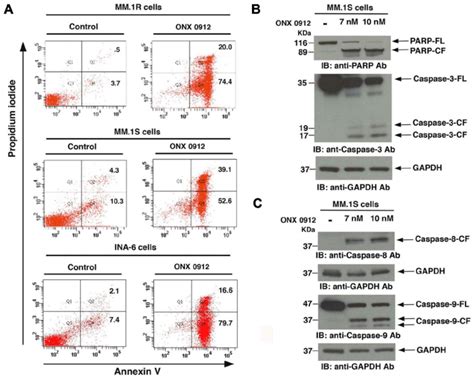 ONX 0912 Triggers Apoptosis In MM Cells Associated With PARP Cleavage