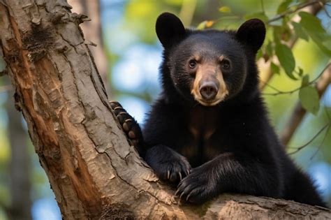 Premium Photo | A black bear sitting in a tree looking at the camera