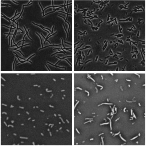 Phase Contrast Micrographs Of Je10830pmw118 A And Je10830pmsba B