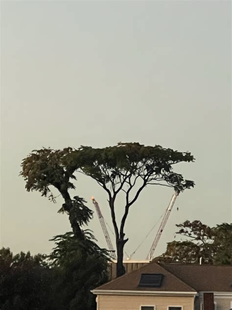 My favorite tree in Somerville : r/Somerville