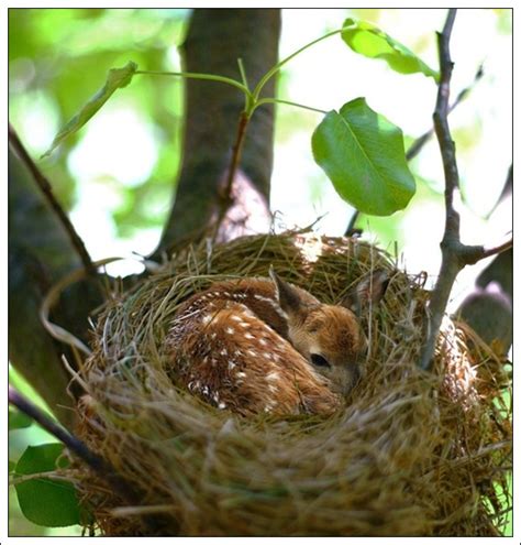 40 Beautiful Pictures of Bird Nest - Bored Art