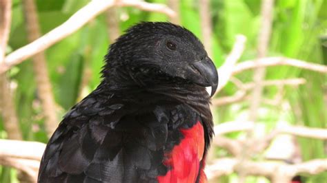 Pesquet's Parrot l Highly Unique Bird - Our Breathing Planet