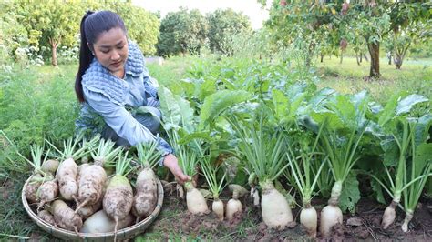 Have You Ever Grown White Radish Before Harvest White Radish And