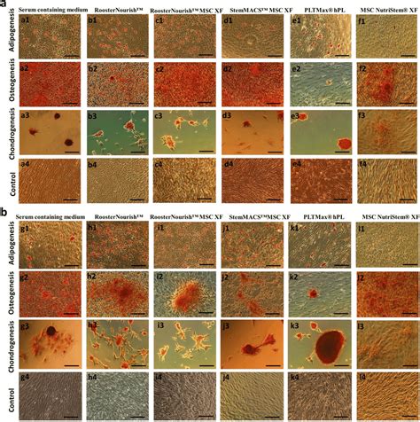 Differentiation Potential Of Bm Mscs Cultured In Vitro In Low Download Scientific Diagram