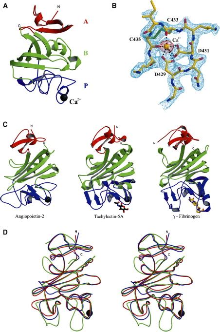 Structure Of The Angiopoietin 2 Receptor Binding Domain And