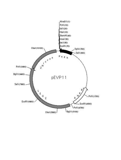 Addgene: Vector Database - pEVP11