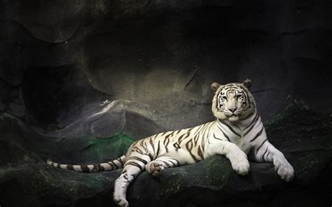 White Tiger HD Wallpapers - Wallpaper Cave