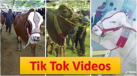 Tik Tok Videos Of Cow Mandi Karachi Cow Mandi Sohrab Goth Tik