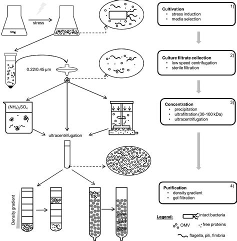 Figure 1 from Methods of isolation and purification of outer membrane ...