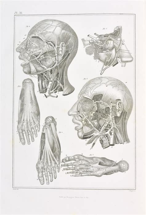 Trait L Mentaire D Anatomie Ou Description Succincte Des Organes Et