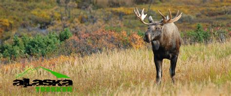 Alaska Moose Guide To The Moose Of Alaska