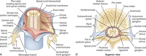 spinal dural injuries clinical tree