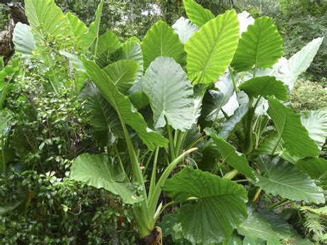 These 15 Gargantuan Plants With Huge Leaves Will Make A Statement In