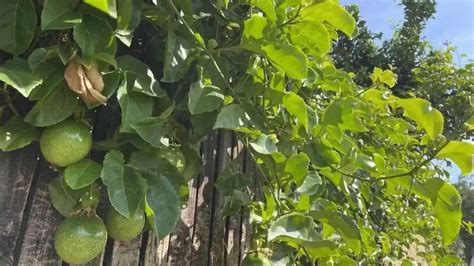 Passion Fruit Growing Guide