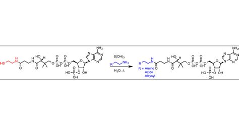 Coenzyme A Synthesis