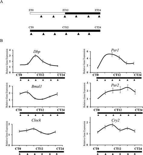 Qpcr And Jtk Cycle Algorithm Analysis Of Core Clock Gene In