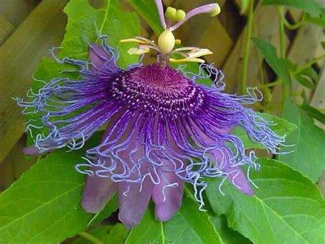 Purple Passion Vine These Are So Beautiful I Am Going To Grown This On My Privacy Screen On The