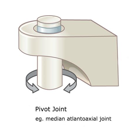 Types Of Synovial Joints Illustrations Image