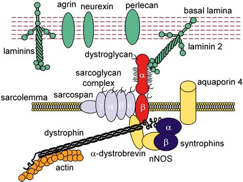 Dystrophin Glycoprotein Complex Post Translational Processing And