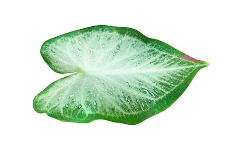 Free Beautiful Caladium Bicolor Leaves Png With Transparent