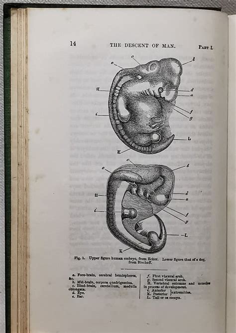 Charles Darwin Ma Frs The Descent Of Man And Selection In Relation To Sex 1901 Catawiki