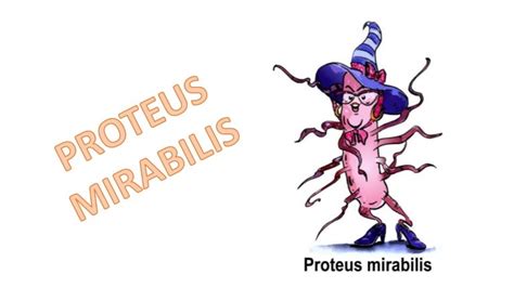 PROTEUS MIRABILIS slideshare presentation