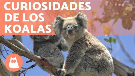 10 CURIOSIDADES que no sabías de los KOALAS Descúbrelas YouTube