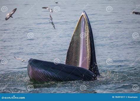 Bryde`s whale stock image. Image of large, asian, bruda - 78491817