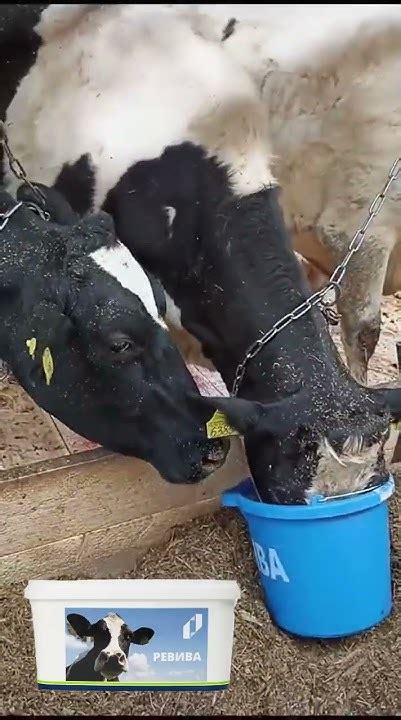 РЕВИВА для коров #farming #сельскоехозяйство #животные - YouTube