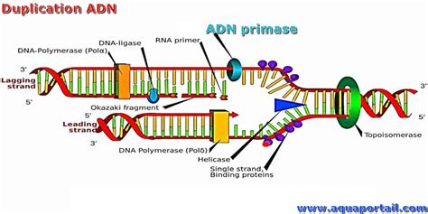 Primase : définition et explications