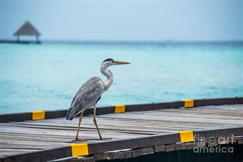 hereon photograph  hannes cmarits pixels