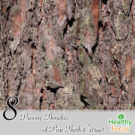 8 Proven Benefits of Pine Bark Extract - Healthy Focus
