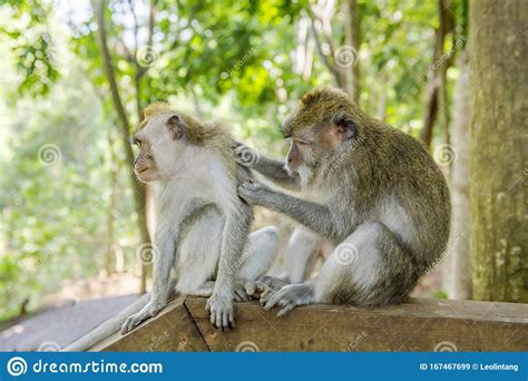 Dos Monos Balineses De Cola Larga Macaca Fascicularis En El Bosque De