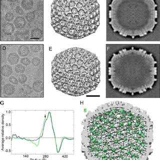 Three Dimensional Cryo Em Reconstructions Of Chimeric Egfp Ht Vp